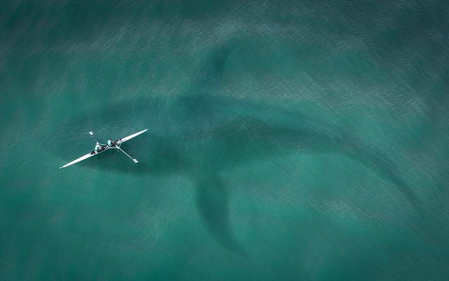 Cycle de vie des requins