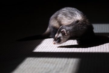 Différences entre les furets, les stoats et les belettes.