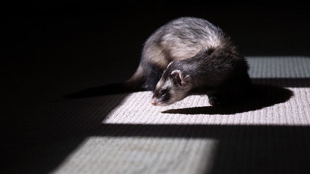 Différences entre les furets, les stoats et les belettes.