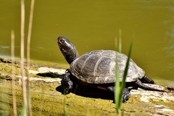 Faits sur les tortues d'étang