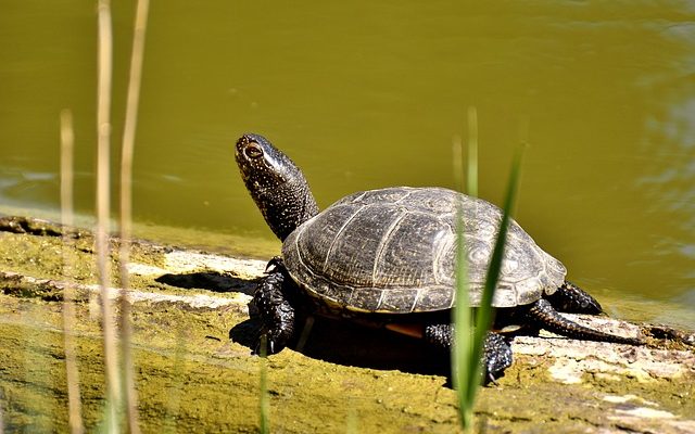 Faits sur les tortues d'étang