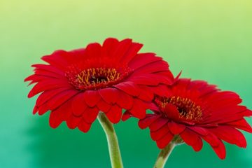 La signification d'une gerbera orange Gerbera Daisy