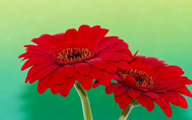 La signification d'une gerbera orange Gerbera Daisy