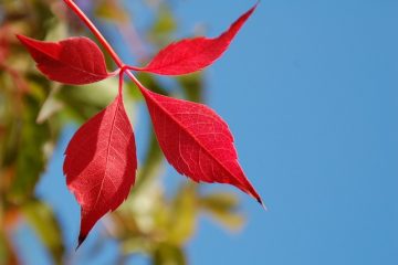 Liste des légumes vivaces et herbes aromatiques