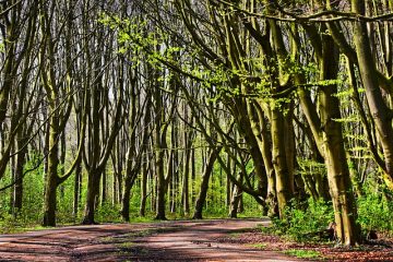 Maladies des arbres du cèdre bleu de l'Atlas