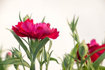 Plantes d'accompagnement de Dianthus