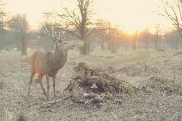 Pourquoi les cerfs perdent leurs bois ?