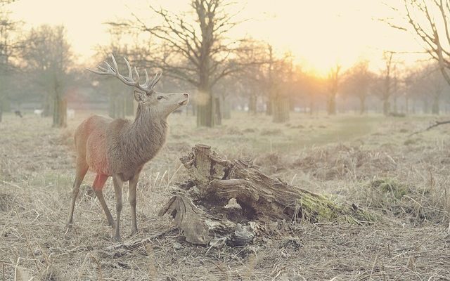 Pourquoi les cerfs perdent leurs bois ?