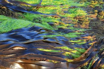 Principales différences entre les plantes à fleurs marines et les algues marines