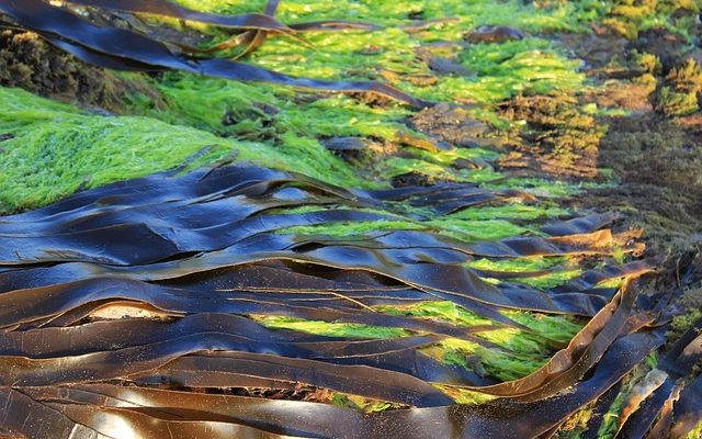 Principales différences entre les plantes à fleurs marines et les algues marines