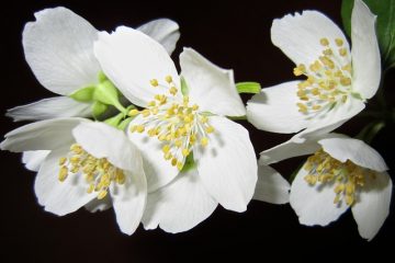 Quand le jasmin blanc fleurit-il ?