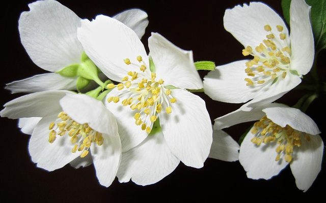Quand le jasmin blanc fleurit-il ?