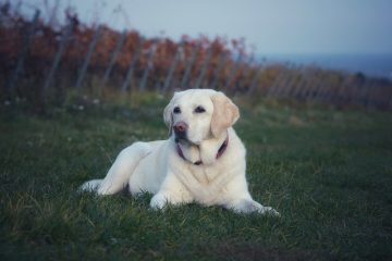 Quel est le traitement pour un chien enrhumé ?