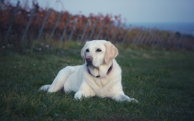 Quel est le traitement pour un chien enrhumé ?