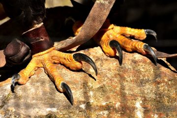 Quel type d'aigles vivent dans le désert ?