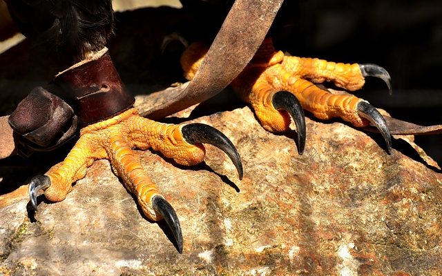 Quel type d'aigles vivent dans le désert ?