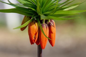 Quelles fleurs planter dans un jardin en bordure ?