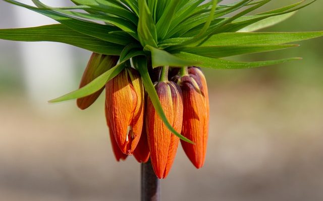 Quelles fleurs planter dans un jardin en bordure ?