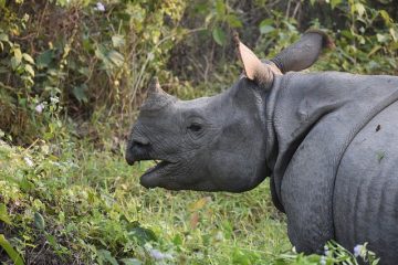 Quelles sortes de plantes les rhinocéros mangent ?