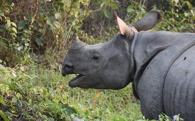 Quelles sortes de plantes les rhinocéros mangent ?