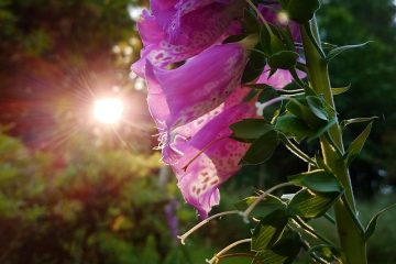 Tête de mort d'une fleur de renard ?