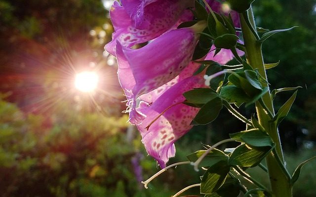 Tête de mort d'une fleur de renard ?