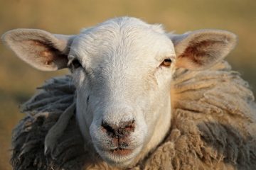 Traitement naturel pour se débarrasser du liquide dans les oreilles