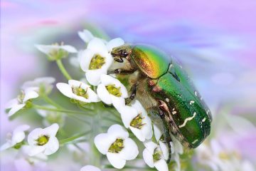 Types d'espèces de coccinelles