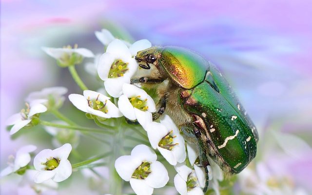 Types d'espèces de coccinelles