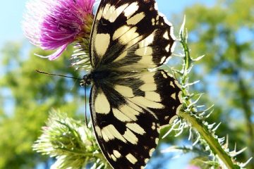 Un animal déterre mes plantes la nuit.