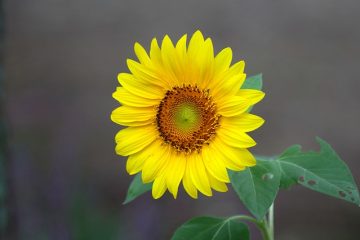 À quelle période de l'année les tournesols fleurissent ?