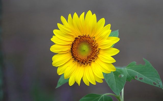 À quelle période de l'année les tournesols fleurissent ?