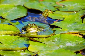 Adaptations des grenouilles qui vivent dans les étangs
