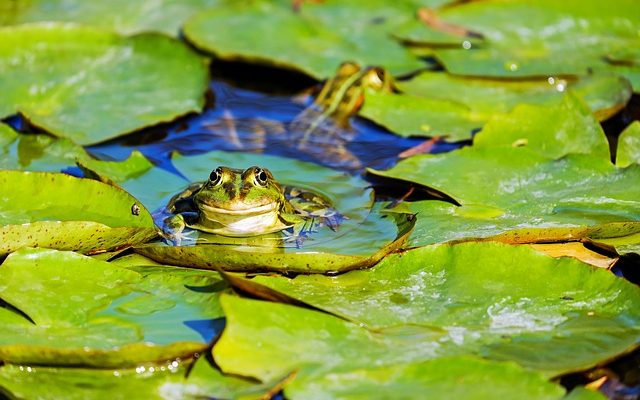 Adaptations des grenouilles qui vivent dans les étangs