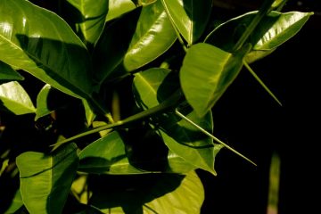 Arbres aux fruits jaunes et grosses épines