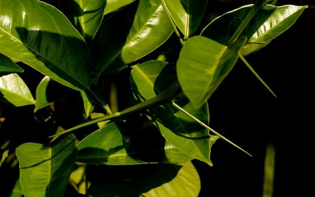 Arbres aux fruits jaunes et grosses épines