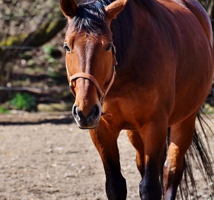 Artisanat ornemental en fer à cheval