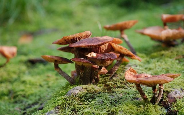 Comment éliminer les champignons blancs du sol des jardins