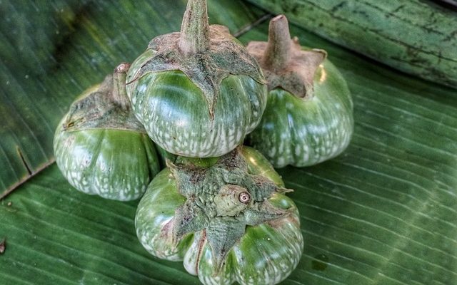 Comment faire cuire les aubergines à la vapeur