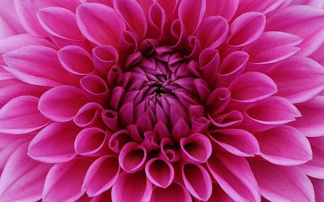 Comment faire pousser des dahlias à partir de tubercules