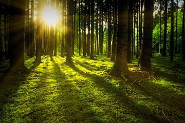 Comment faire un arbre à boules topiaire