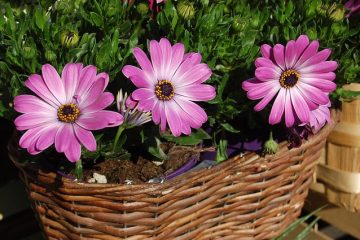 Comment faire un pot de fleurs flottant pour un étang ?