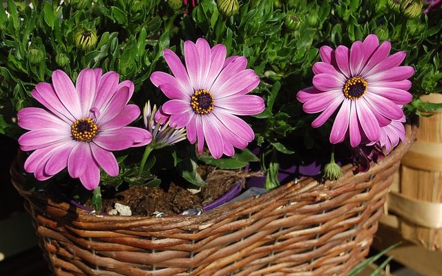 Comment faire un pot de fleurs flottant pour un étang ?