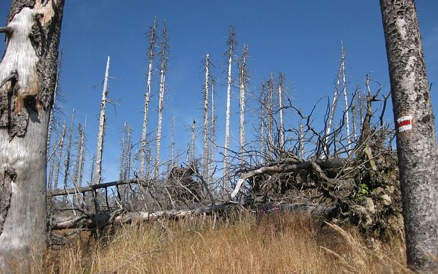 Comment les pluies acides affectent-elles les plantes et les arbres ?