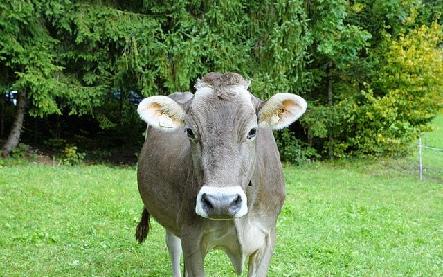 Comment prendre de la vitamine k pour les cernes