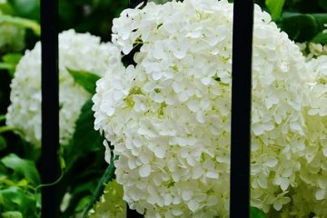 Comment prendre soin des hortensias Macrophylla