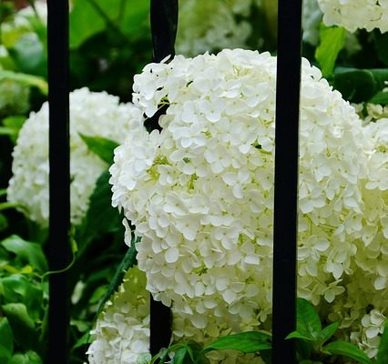 Comment prendre soin des hortensias Macrophylla