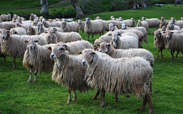 Comment réparer une pelouse grumeleuse