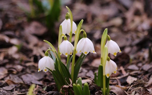 Comment replanter des bulbes de jacinthe