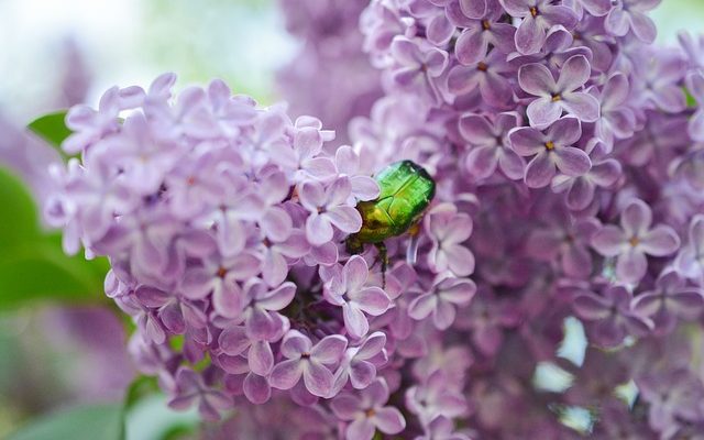 Comment tailler les buissons de lilas nains.